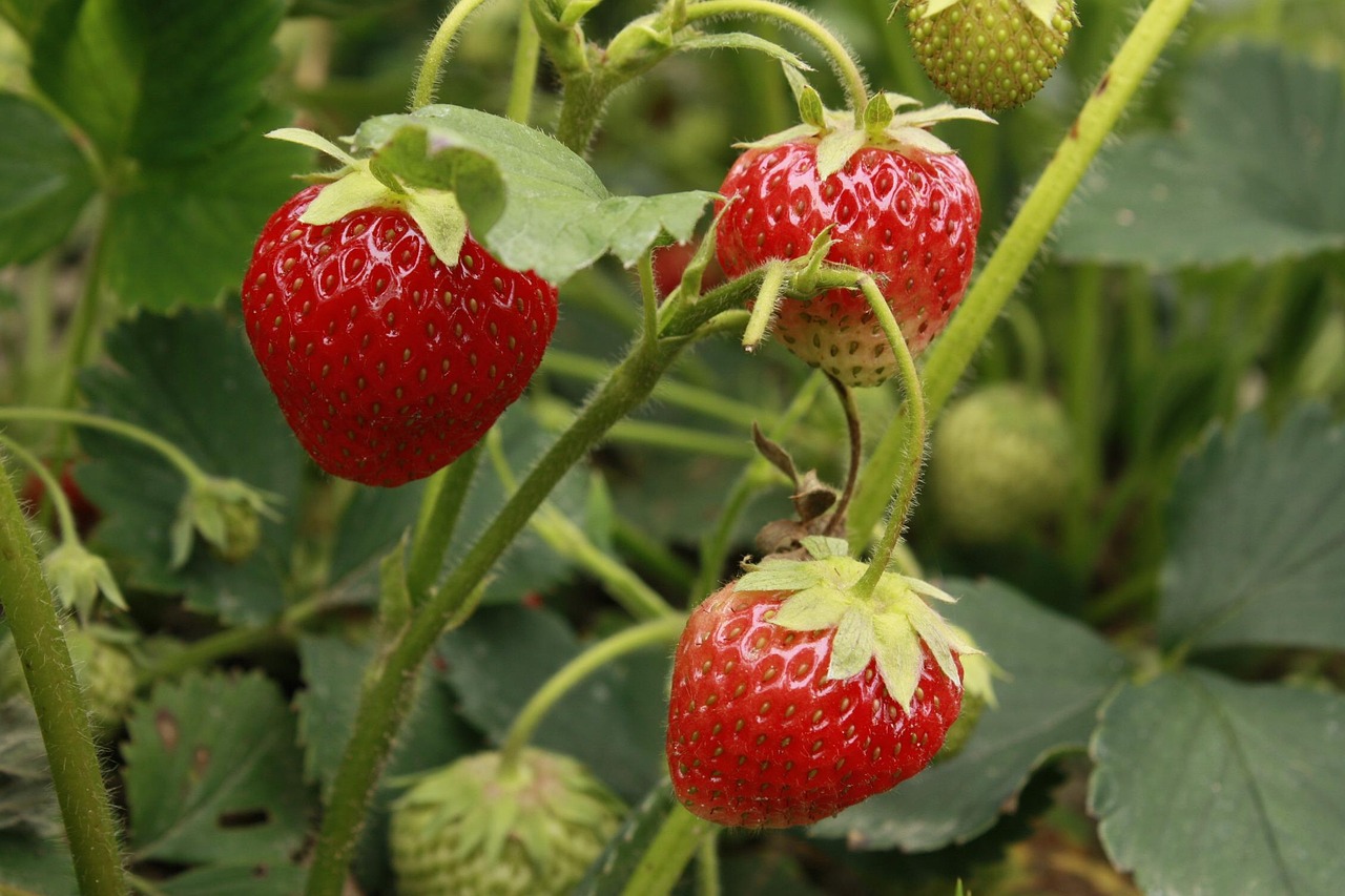 Gartenarbeiten