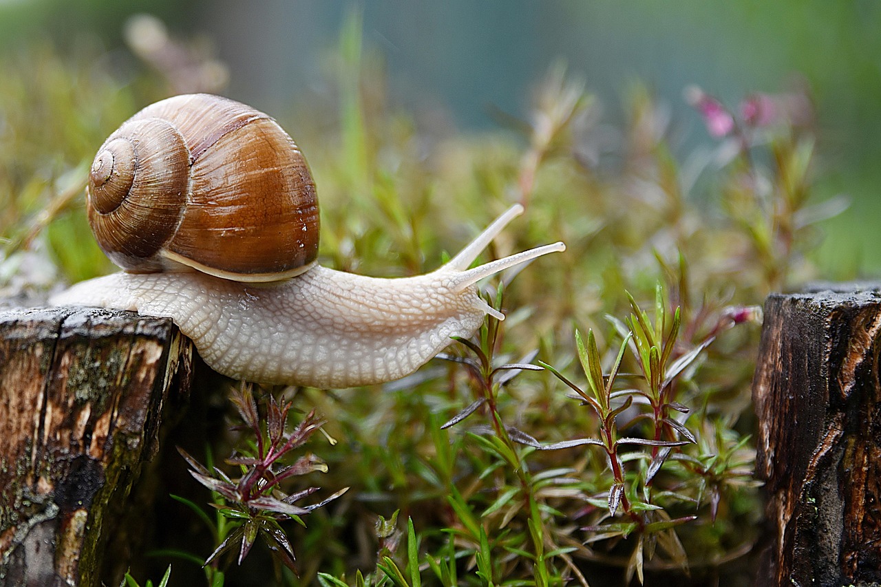 Schutz vor Schnecken im Garten